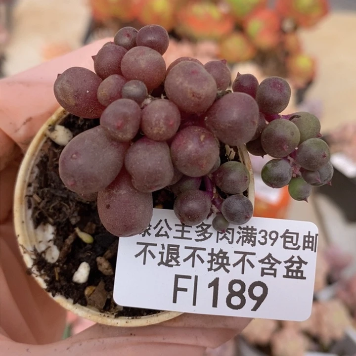 紫泡泡5cm189多肉植物