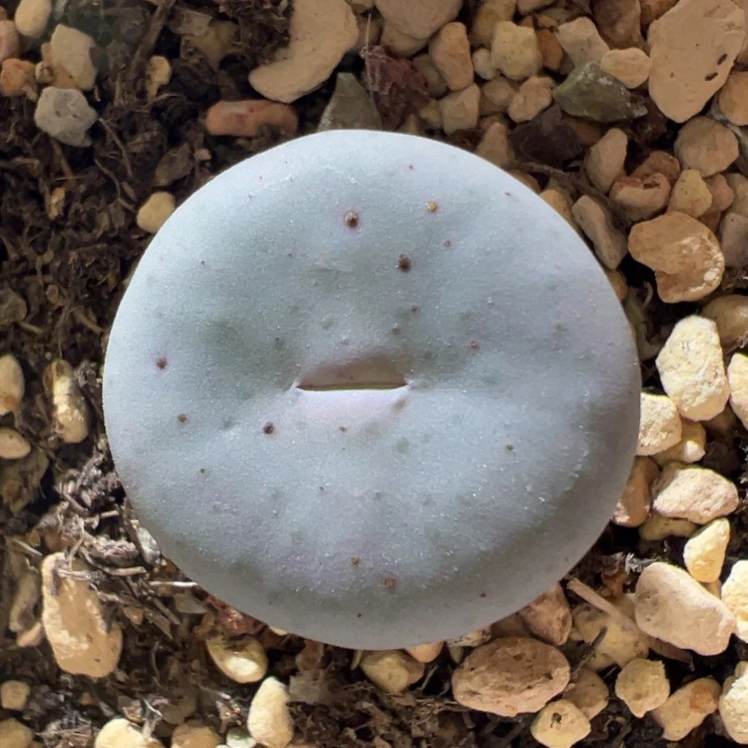 园艺大型奶油嘴 粉嘴巴18