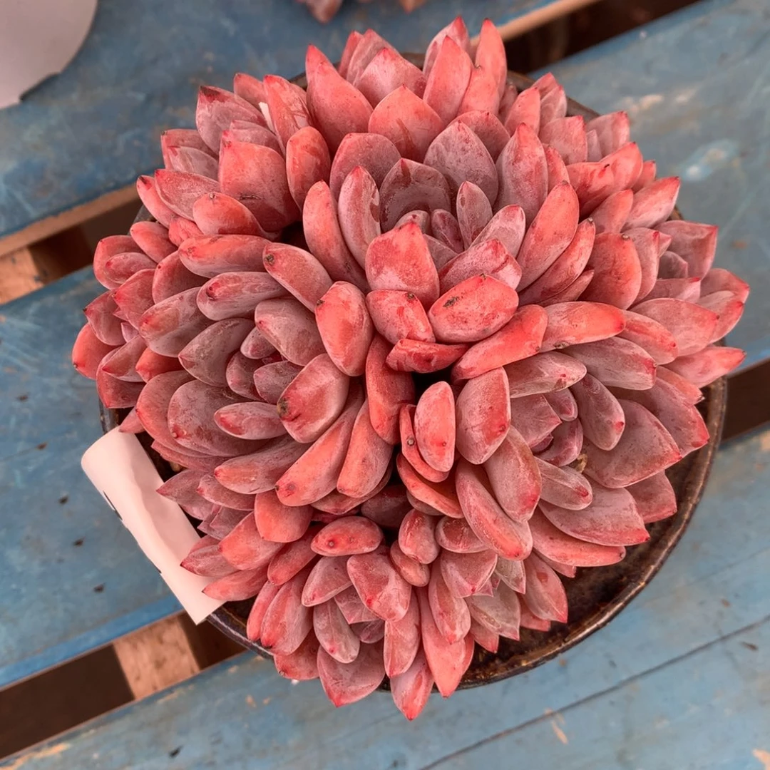 755崔崔多肉新疆西藏内蒙不包邮