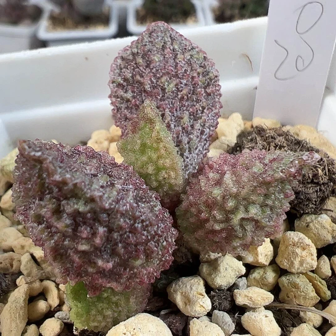 实生新品多肉水泡植物