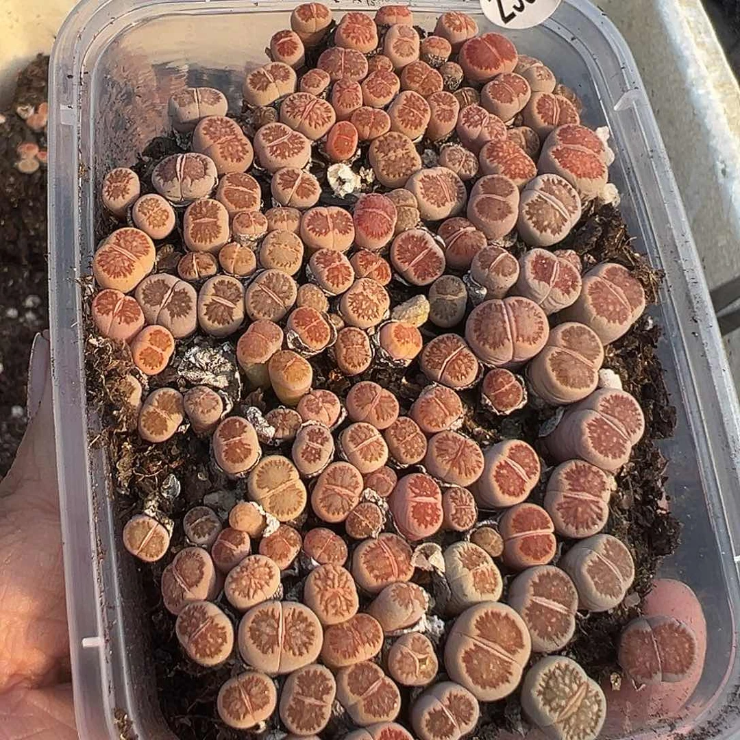 3306小美菊尺寸小颜值高