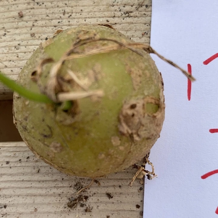 1792苍角殿一颗一颗