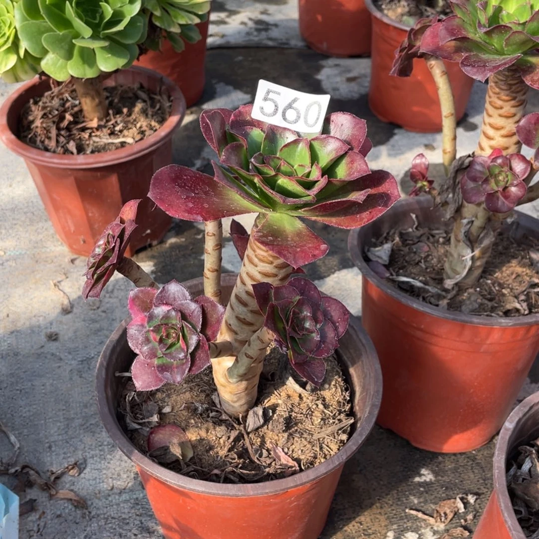 安****司魅影七彩多肉植物老桩