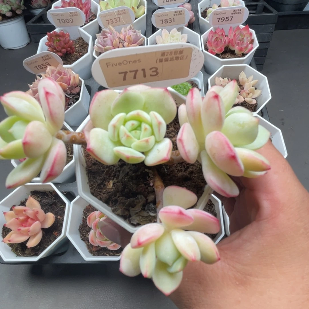 7713春萌 4.5厘米