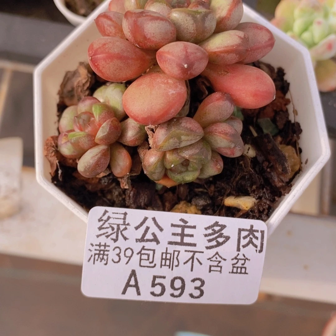 葡萄5cm593多肉酱