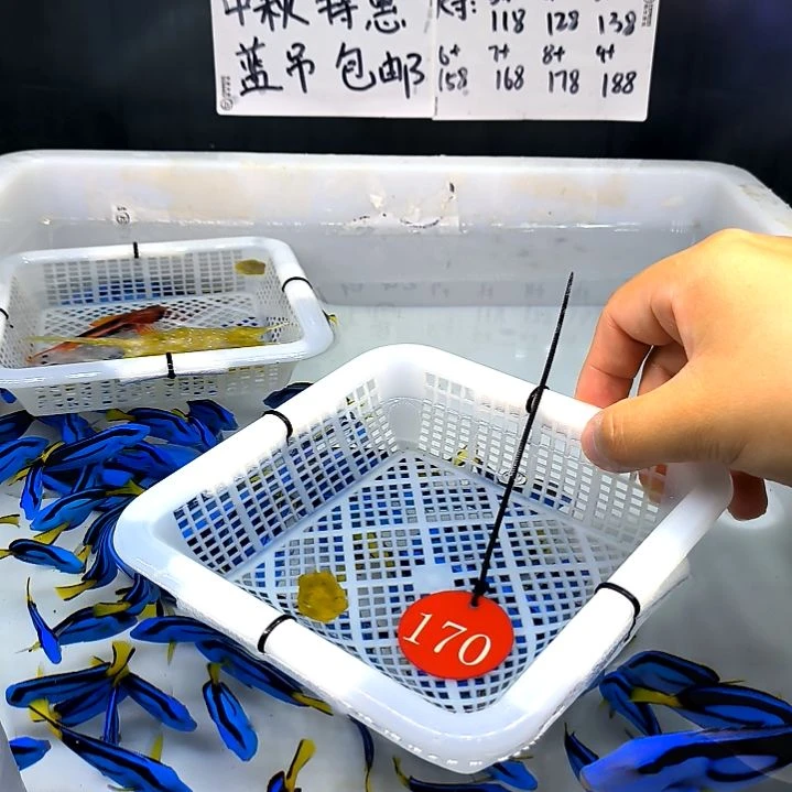 牛角中号3+  6-78-170海水