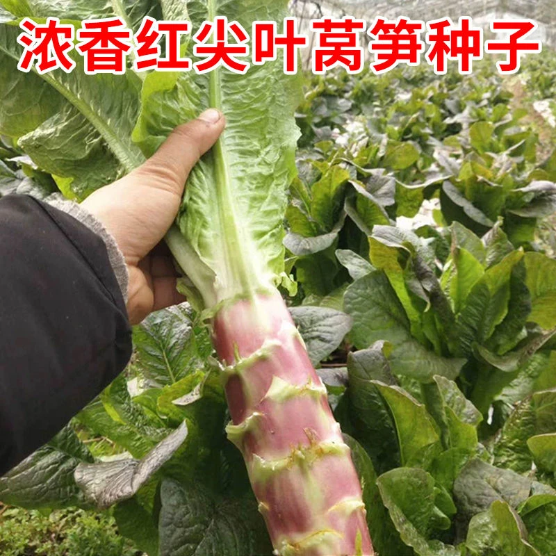 红尖叶莴笋种子紫红皮青肉莴苣籽春秋冬农家菜园田园蔬菜种孑绿化