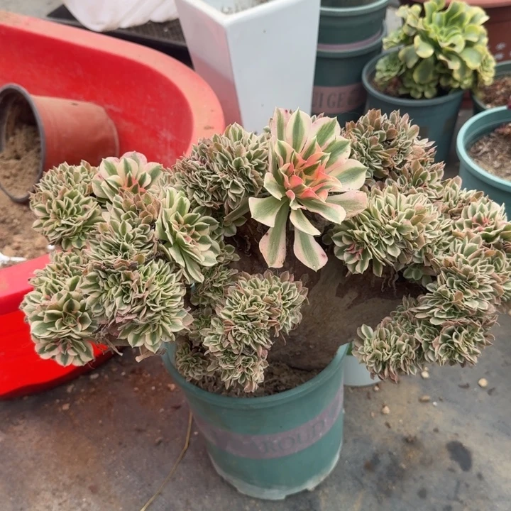 粉女巫法师瑕疵款155