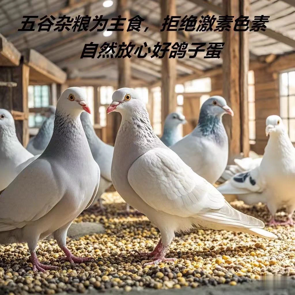 【破损包赔】精选农家优质谷物喂养孕妇宝宝营养鸽子蛋京东顺丰包邮