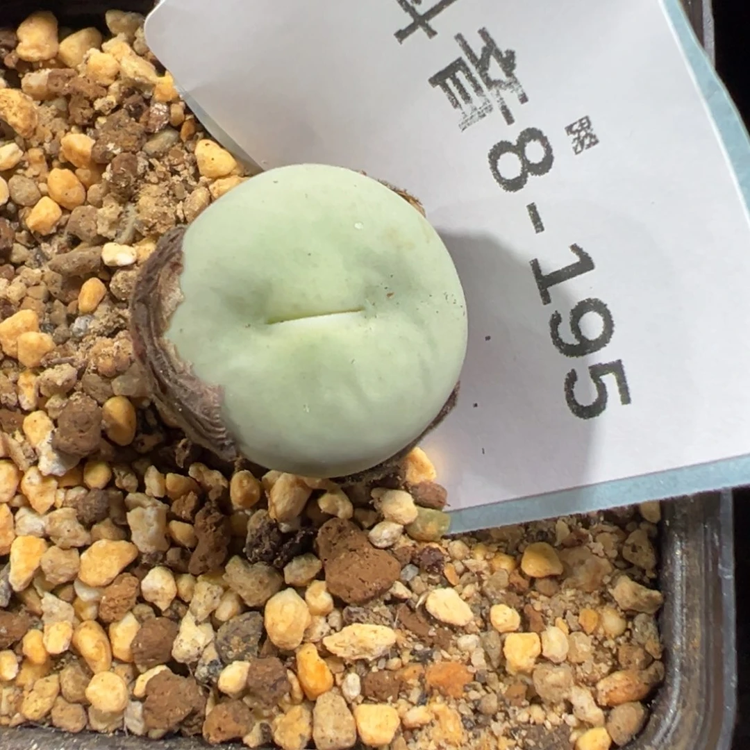 8-195肉锥多肉植物