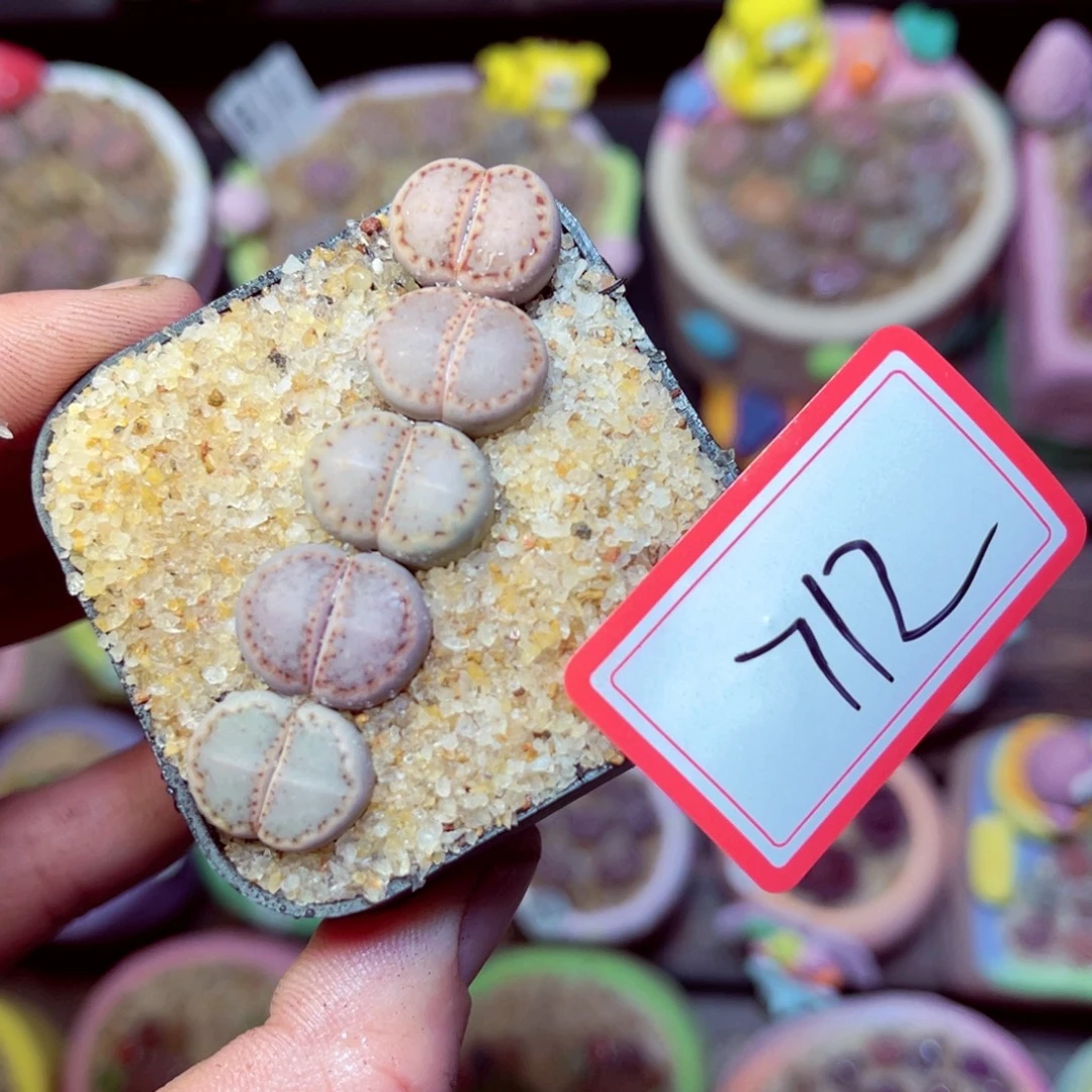 712生石花带盆发1