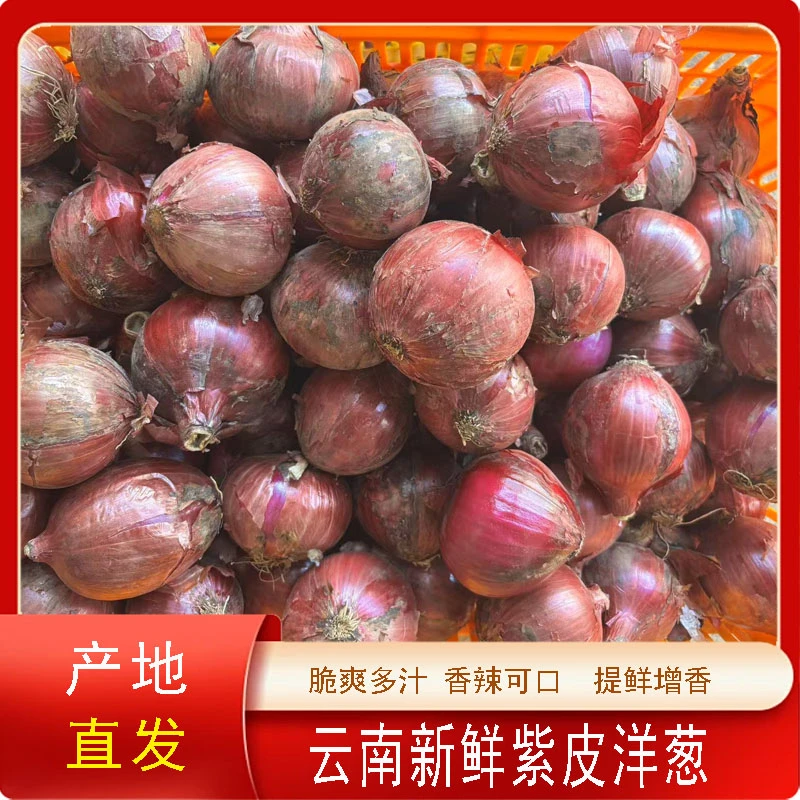 2025新鲜云南产地直发紫皮洋葱可以可凉拌可炒菜洋葱