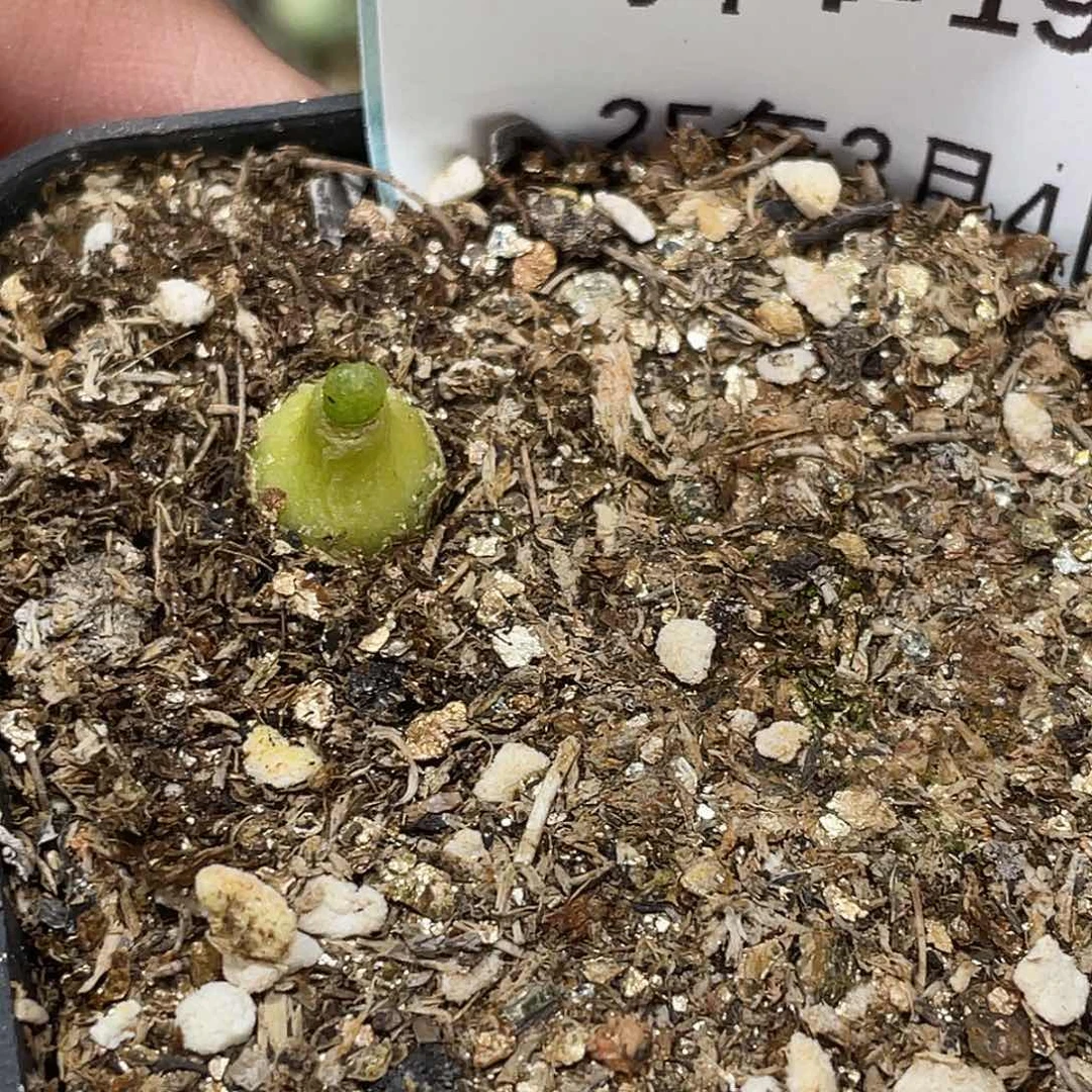 姬**君4-19小葫芦多肉植物