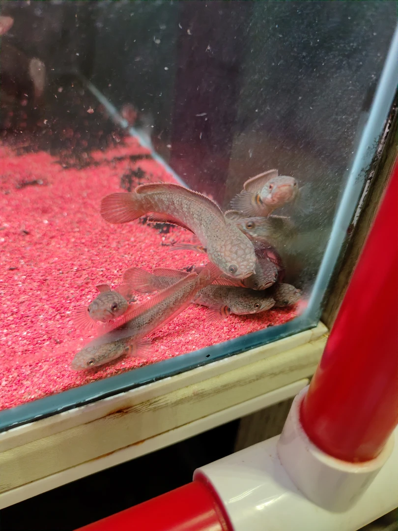 火背雷龙苗  自己繁殖8-10厘米