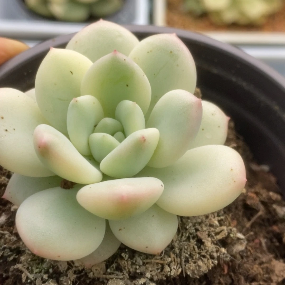 358新香水锦锦锦锦锦锦锦