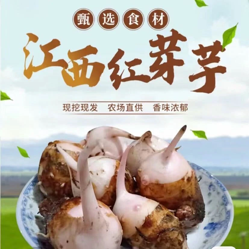 25年新品江西精品红芽芋 新鲜自种现挖先发芋艿芋头