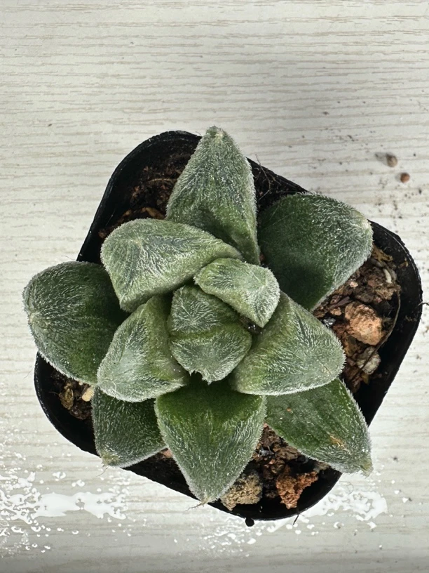 大窗毛玉露【满16包邮】多肉植物