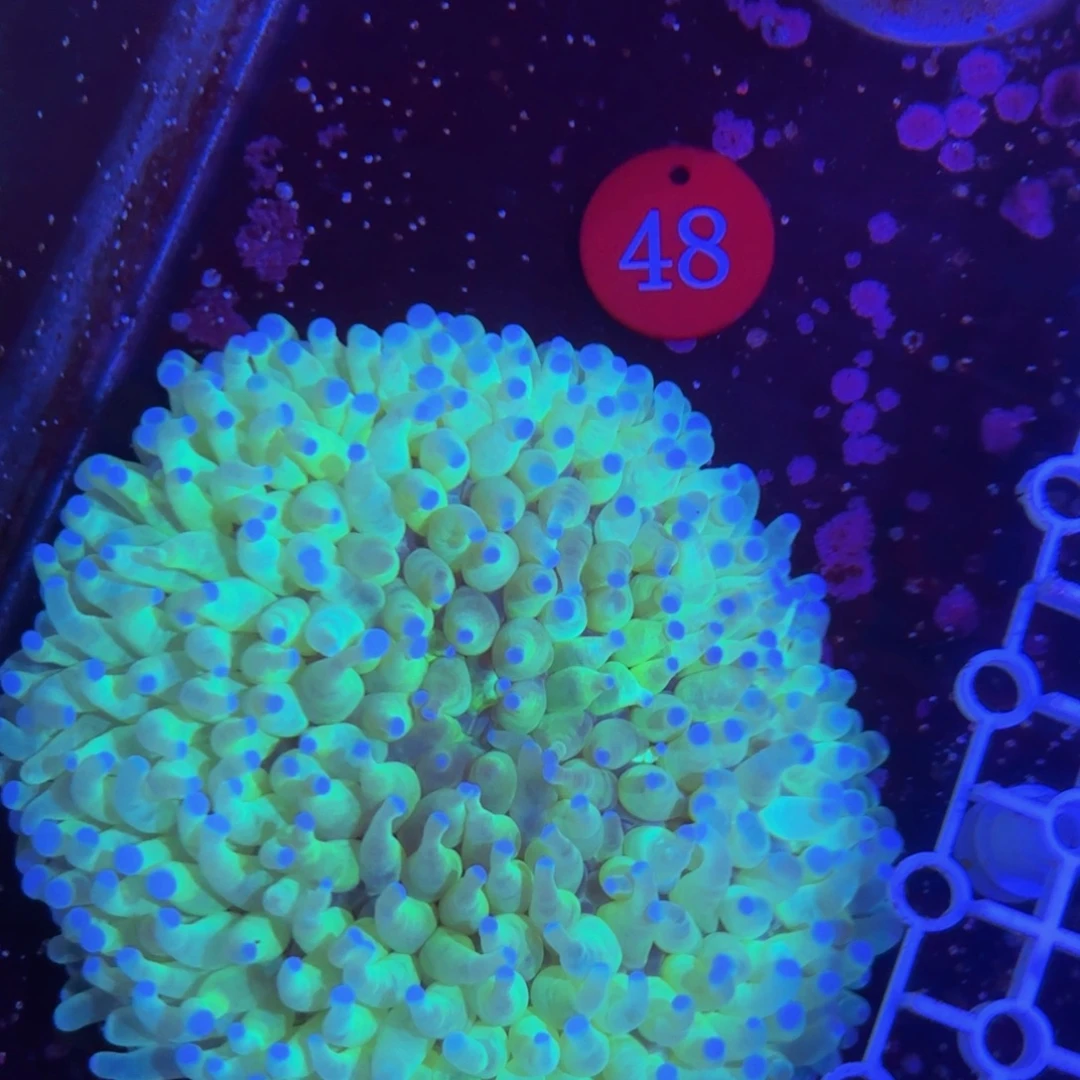 万鱼来朝海水观赏