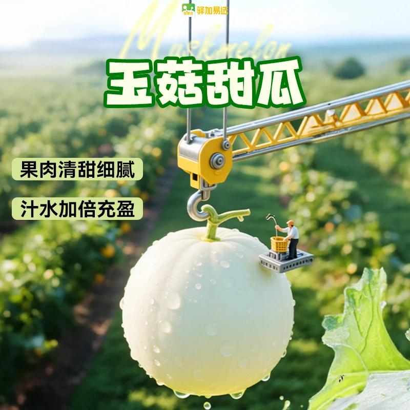 【溯源热卖】产地直采玉菇甜瓜，一口甜到心坎里