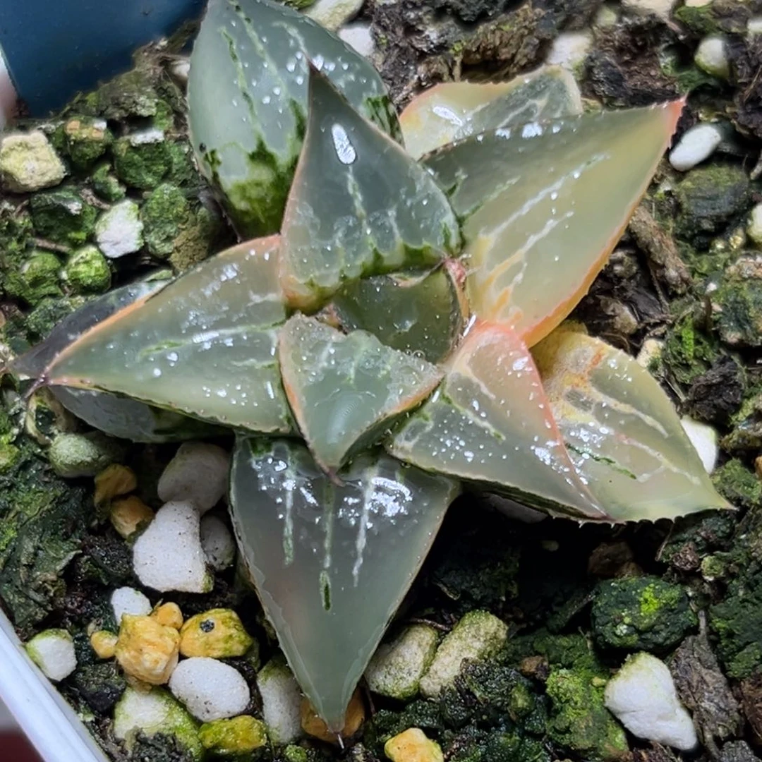 恭喜发财大吉大利0393