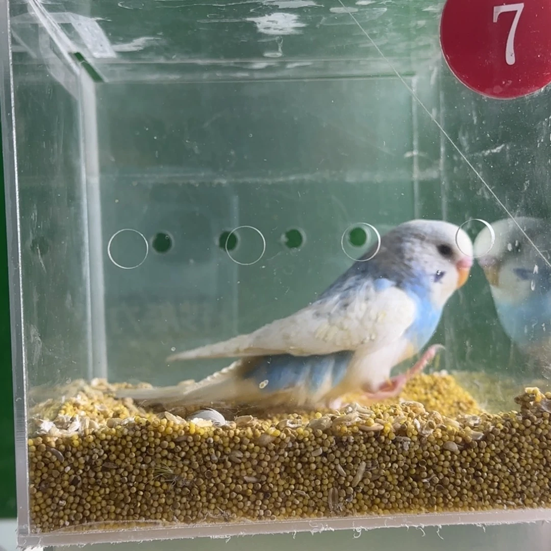 虎皮鹦鹉大头鹦鹉