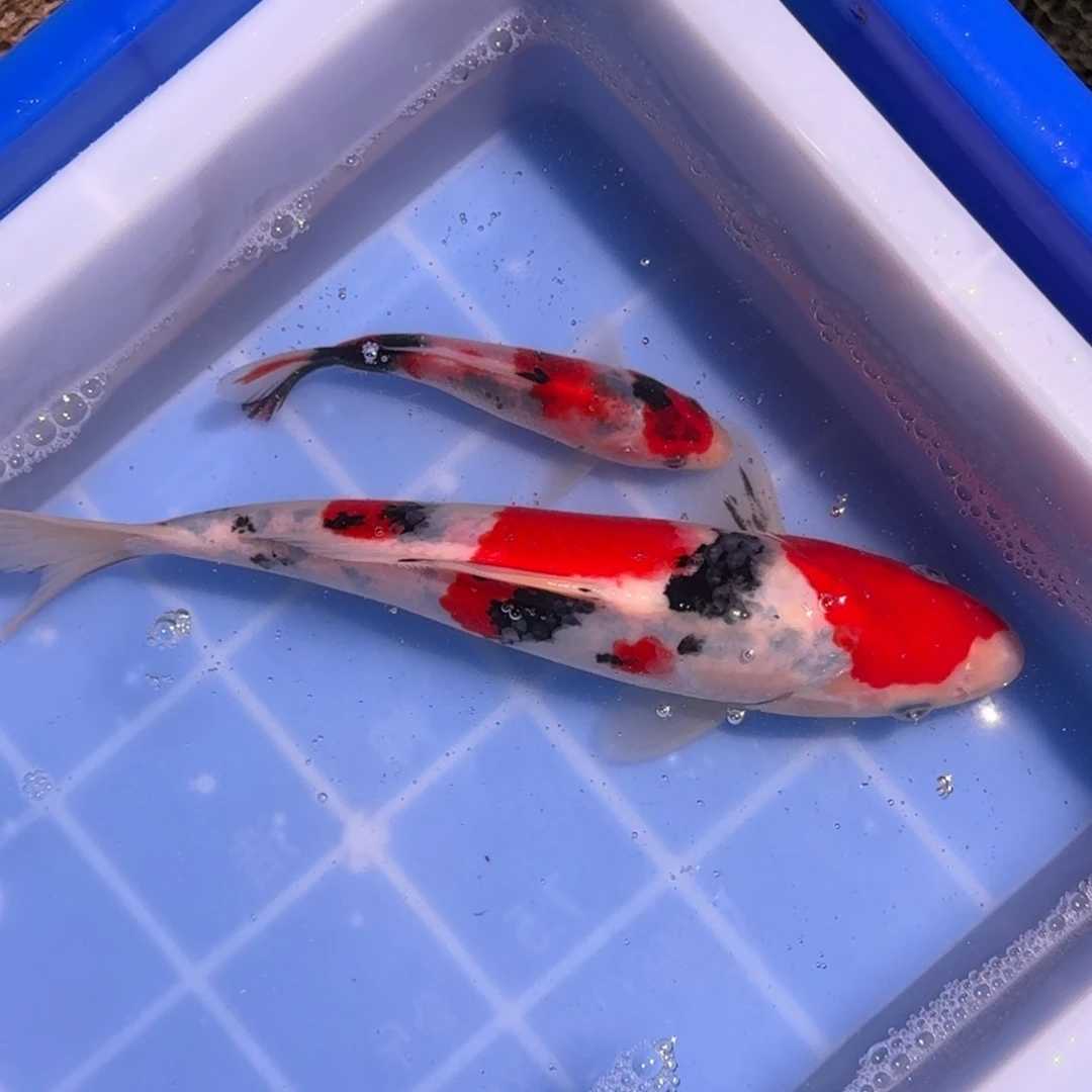 锦鲤精品锦鲤大放漏