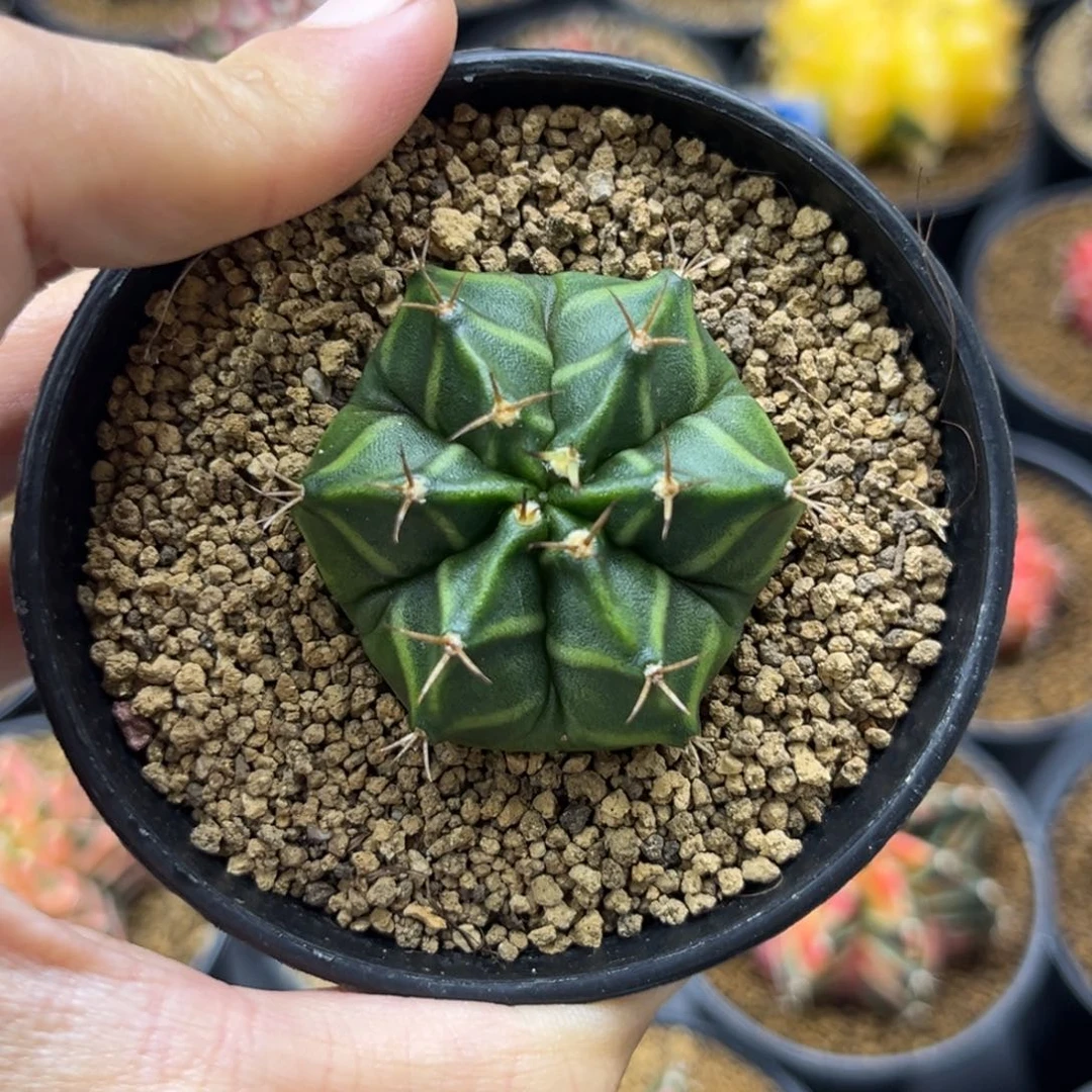 六棱六复棱一物一拍