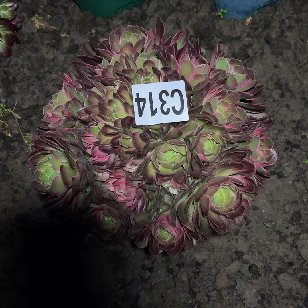 万花筒法师32-16包邮