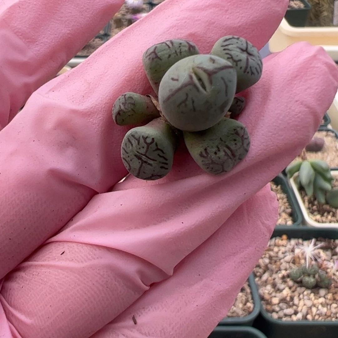 828 好看的多肉冲冲冲q