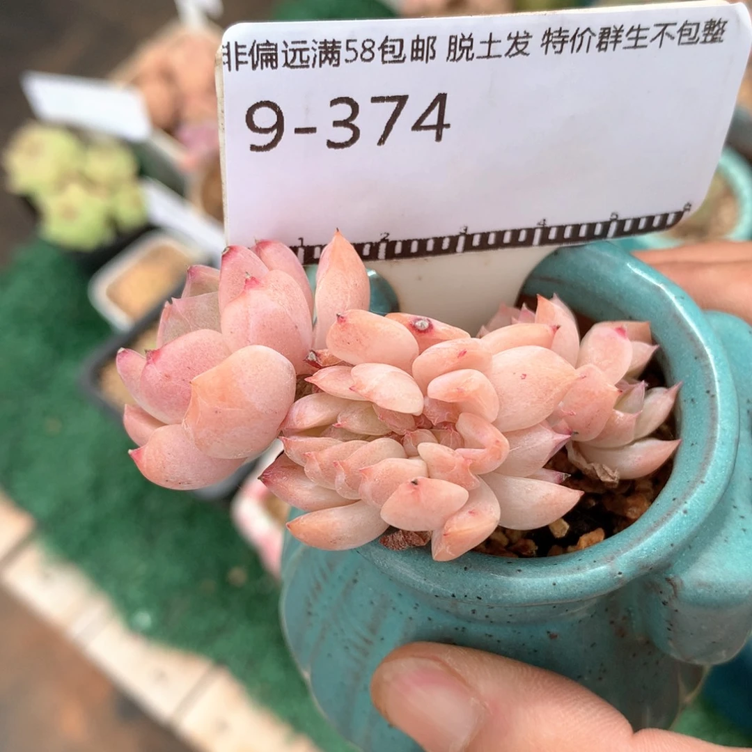 白壁老桩缀化58包邮
