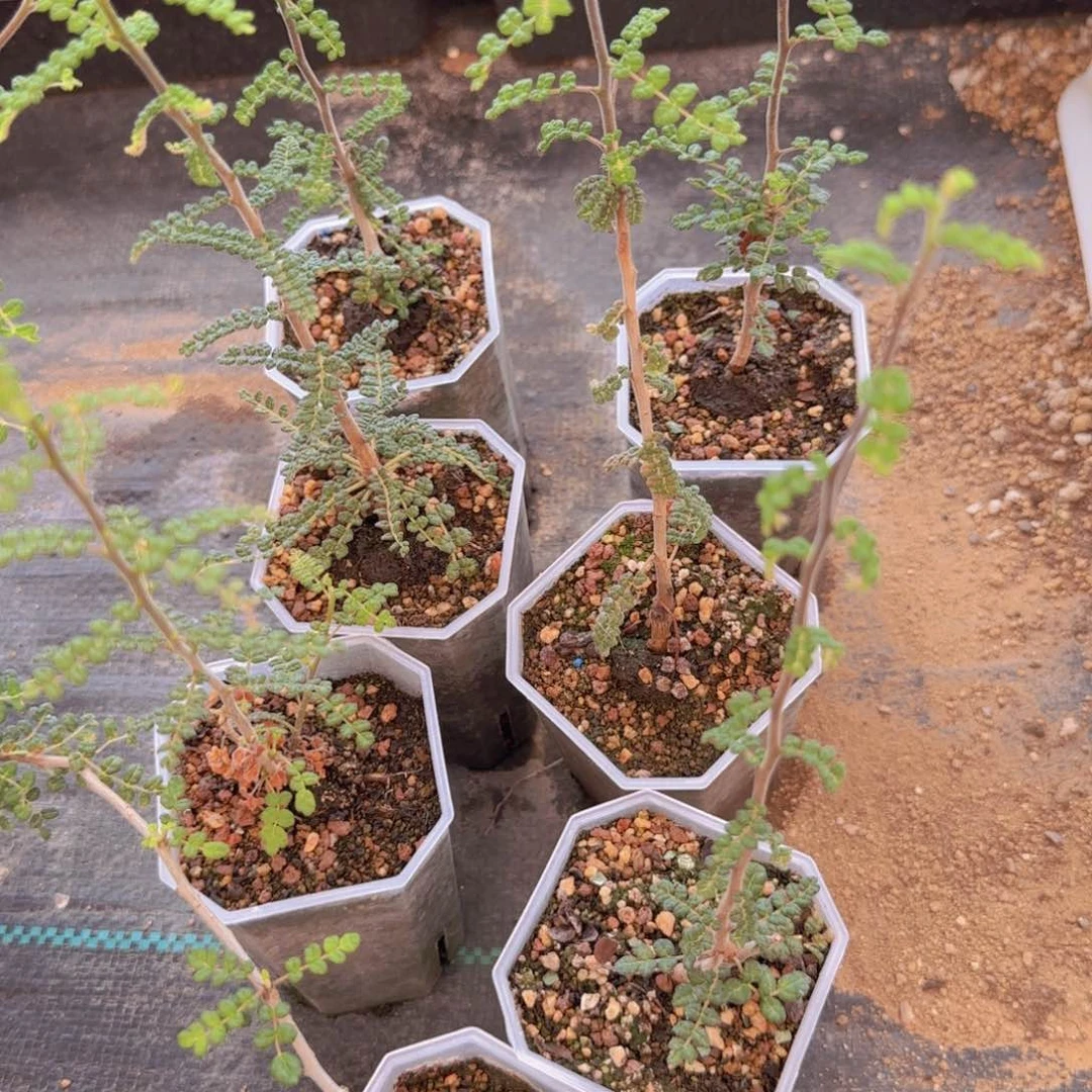 块根植物块根植物