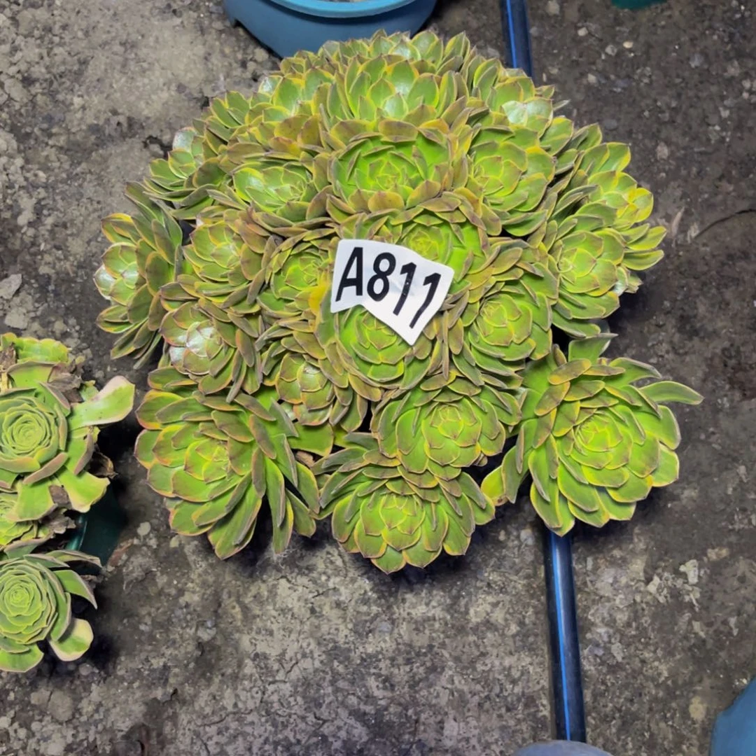 半夏法师16/////40包邮