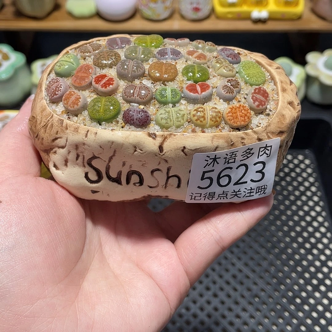 带盆土植物 一物一拍5623