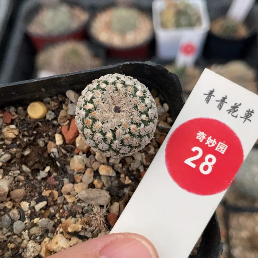 实生精巧殿2cm一棵仙人球