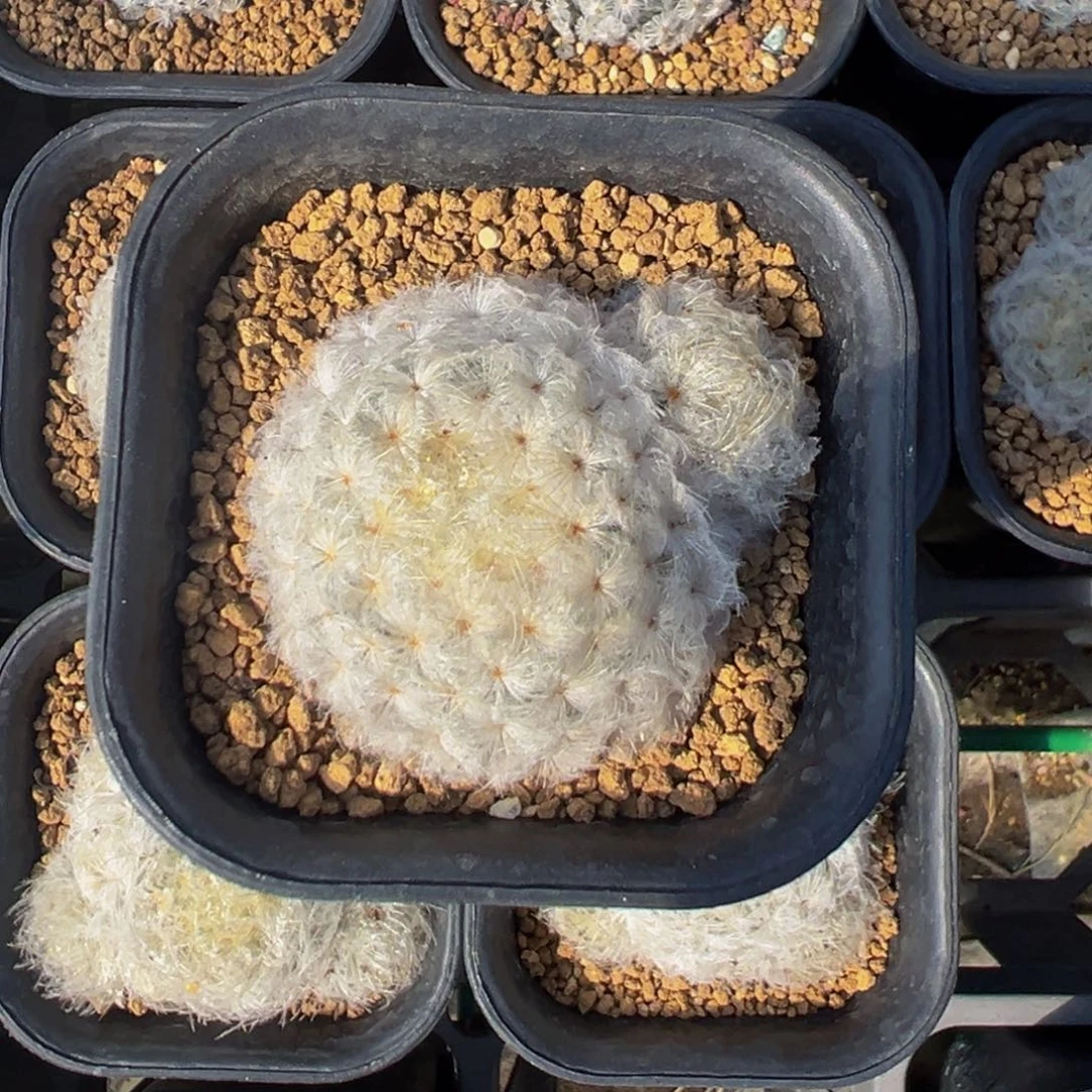 明***儿实生根明星多肉植物带盆土