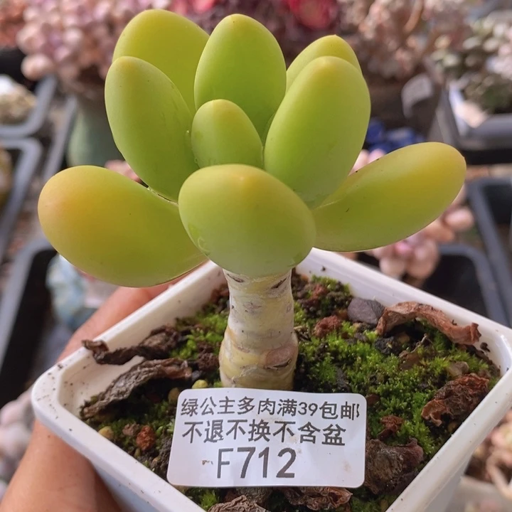 金蝉单头712多肉植物