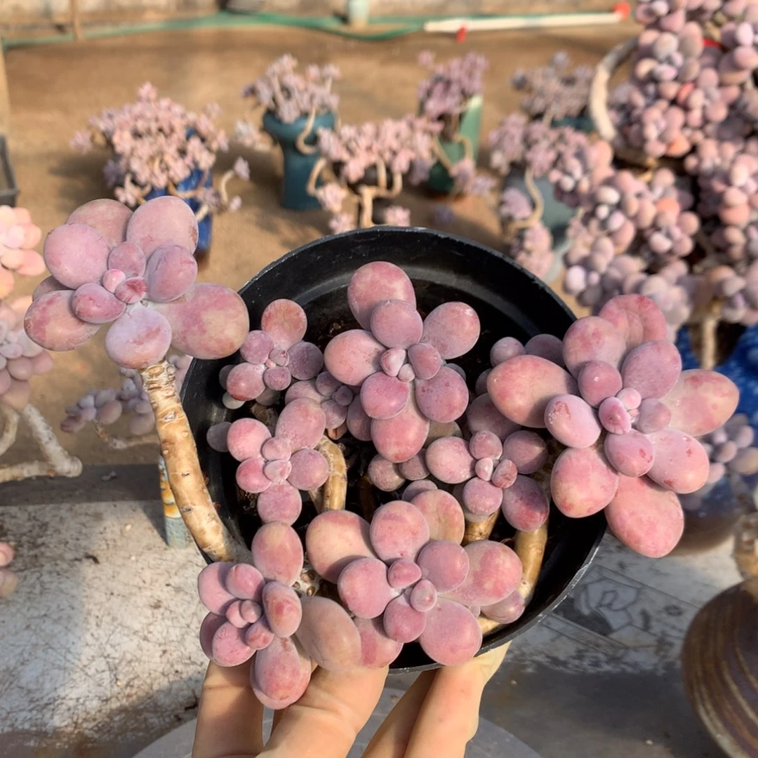 桃蛋老桩不带盆6号