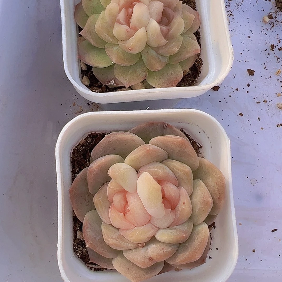 双心组合2颗19颗包邮