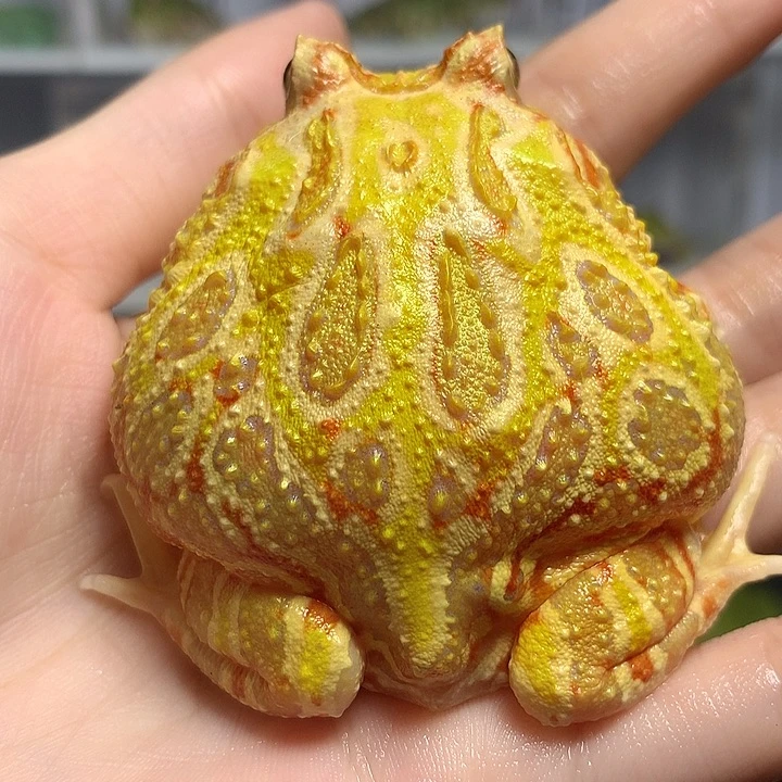 柠****角蛙2457大双色+套餐