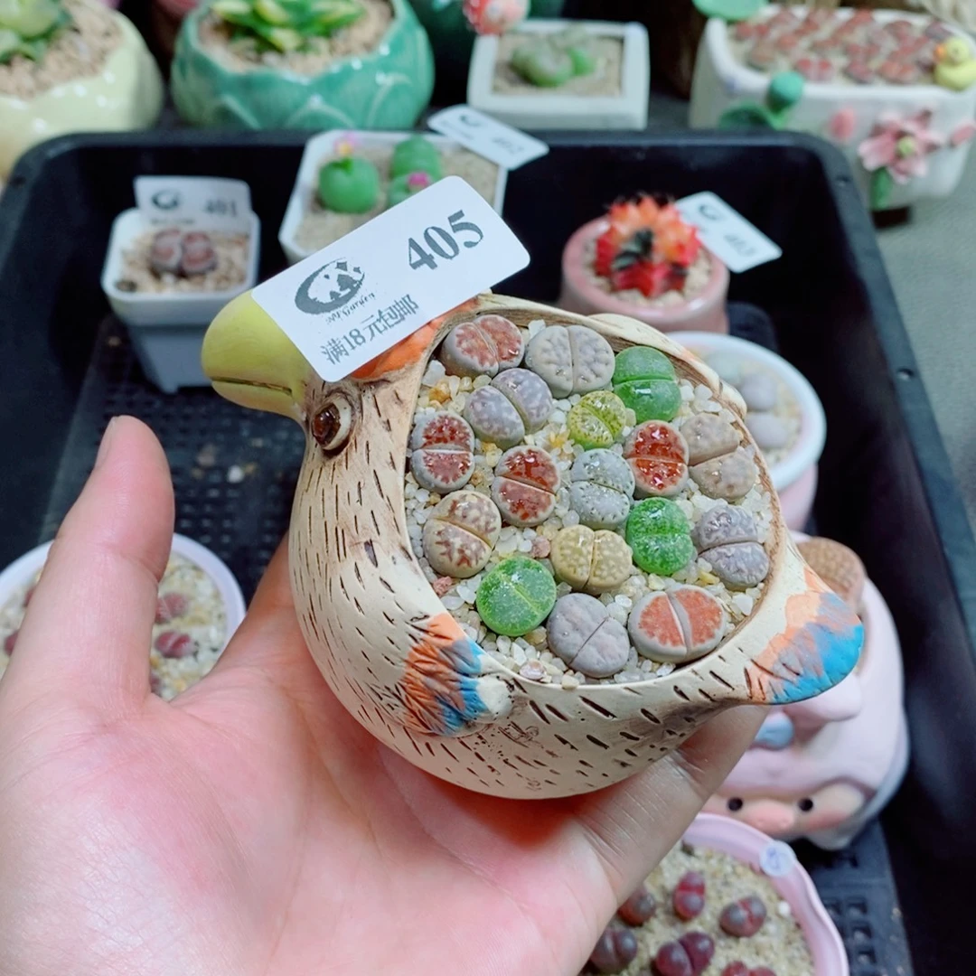 生石花花花花花花405