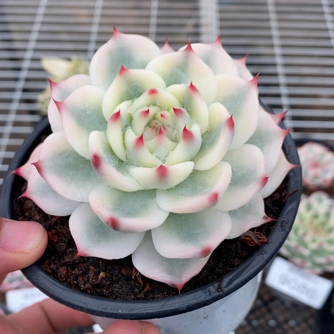 吉娃娃多肉植物9088