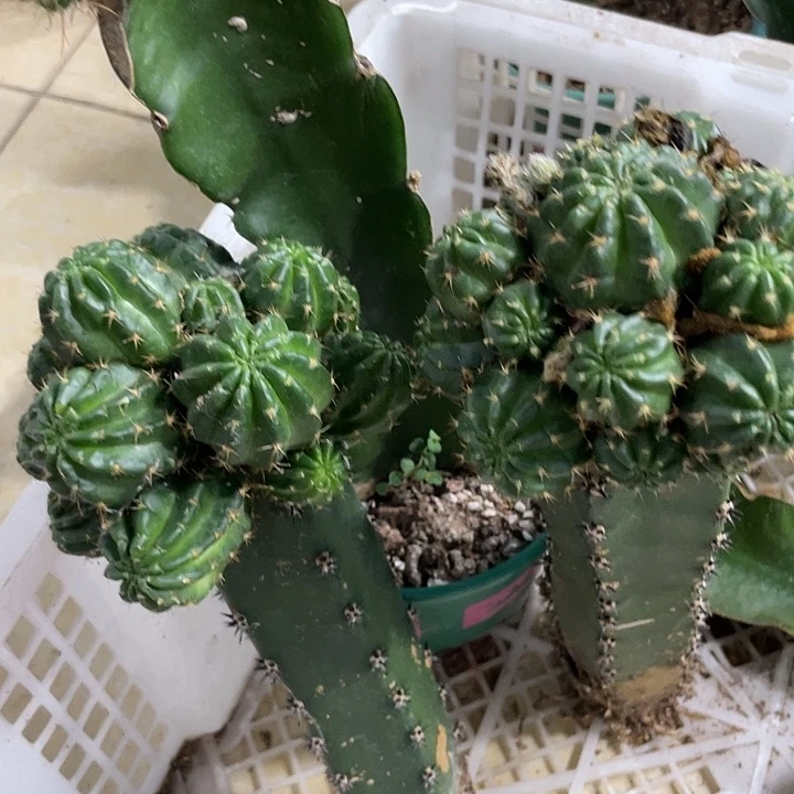 新品群生丽花可可袖铺母本