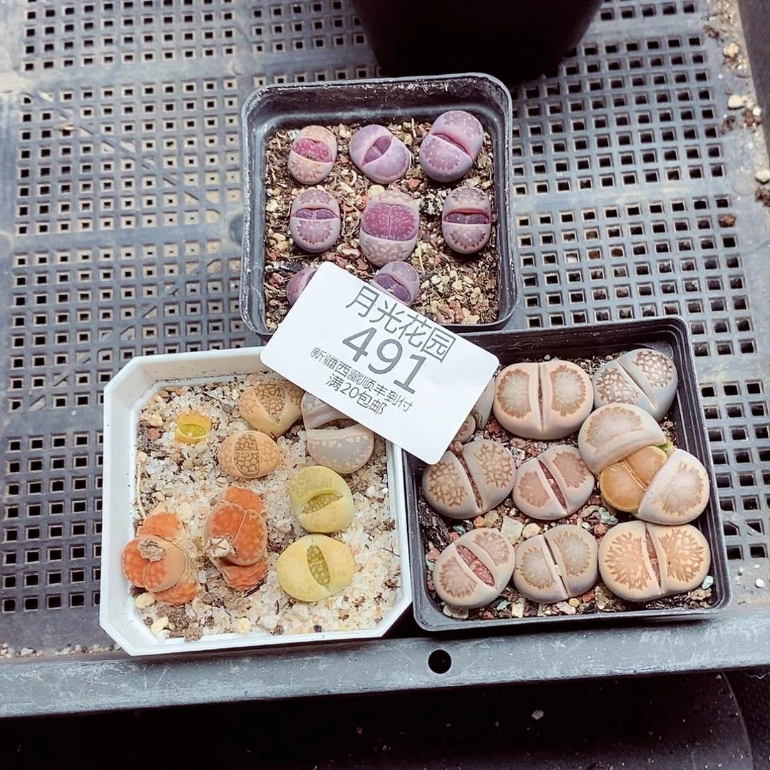 我想说我们真的没在联系491