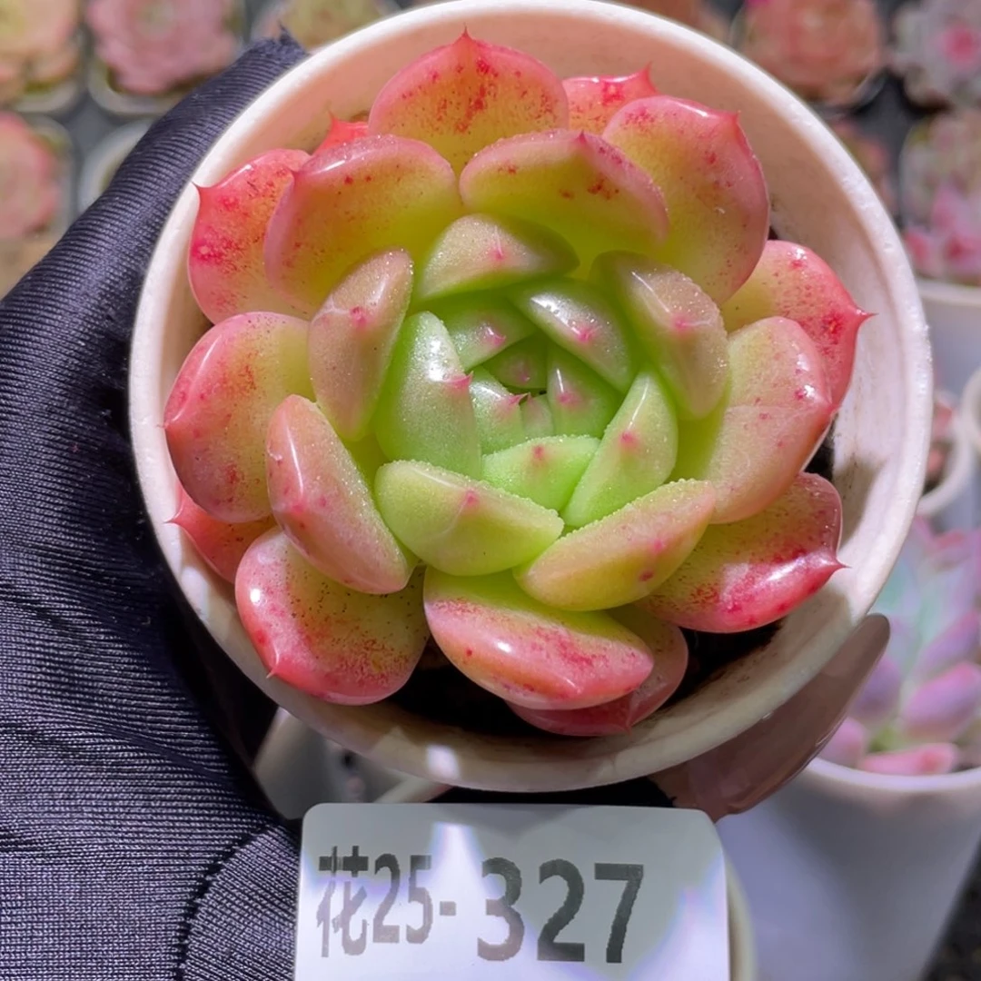 花利美25-327新品