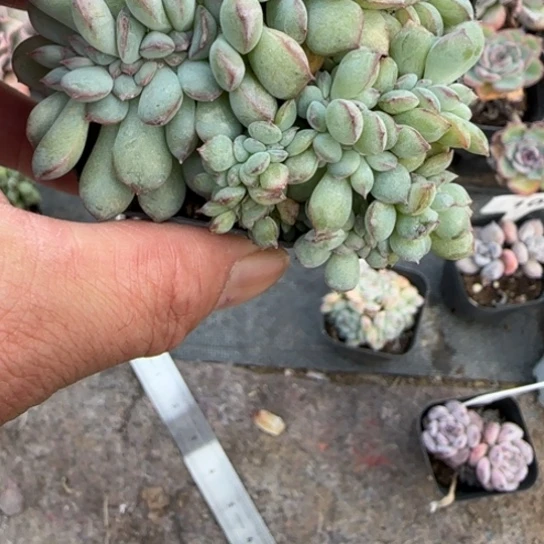 108泡芙缀多肉多肉多肉