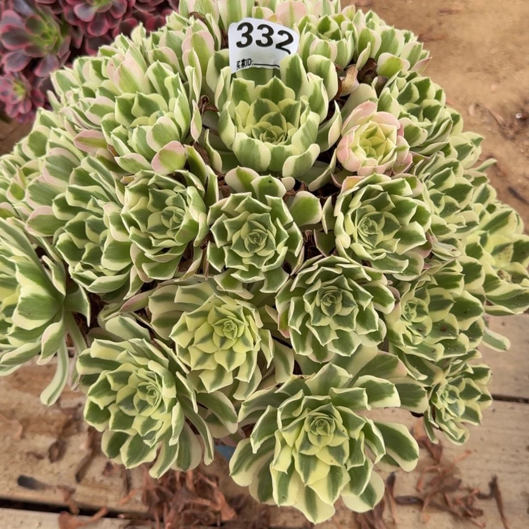 武**姐332白凤多肉植物