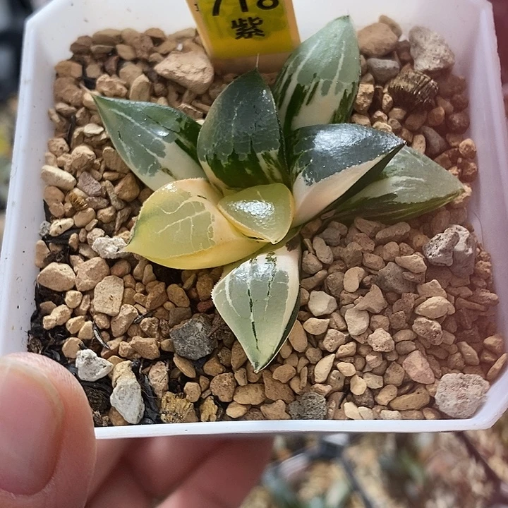718龙禧克锦一物一拍