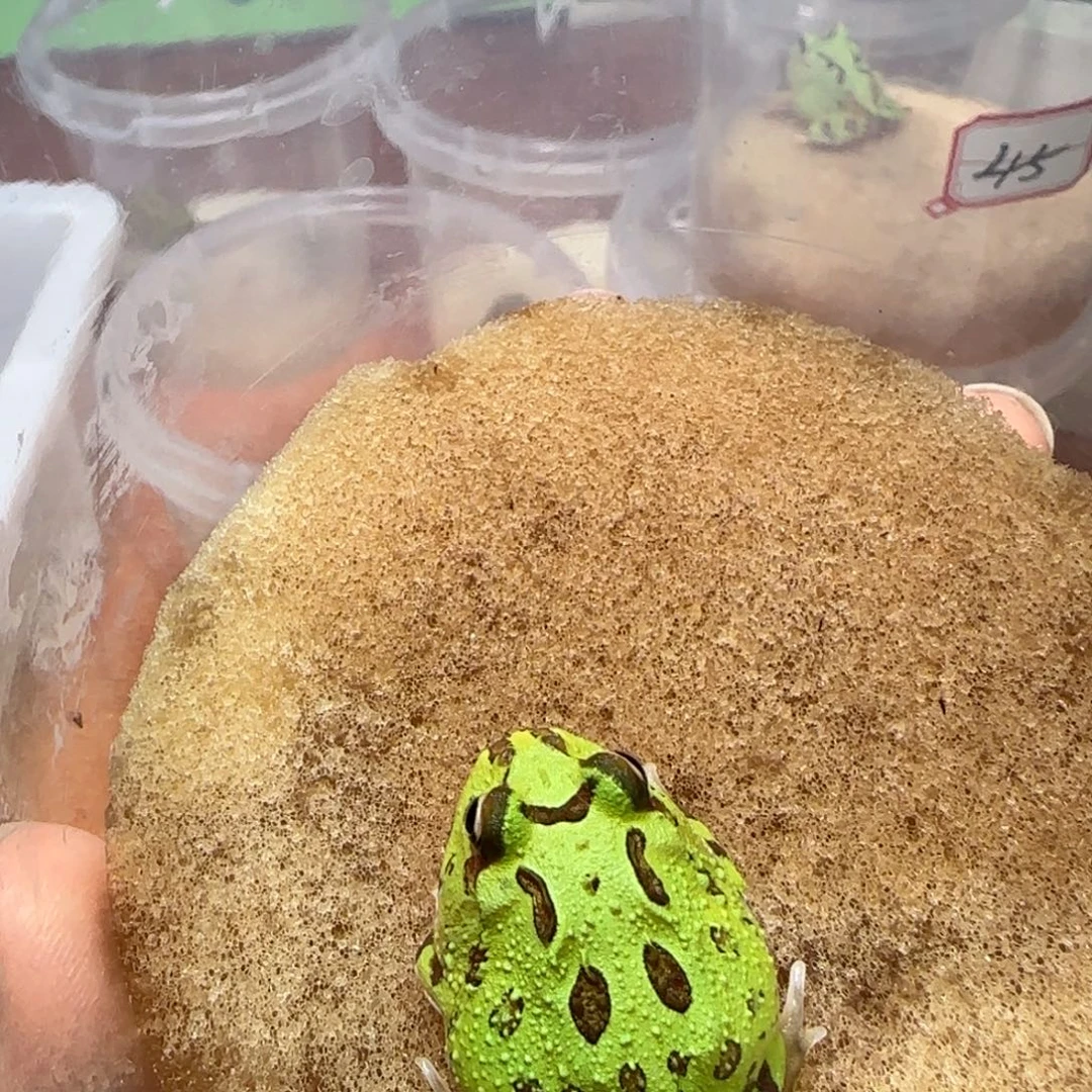 眼角已变微变变异后代