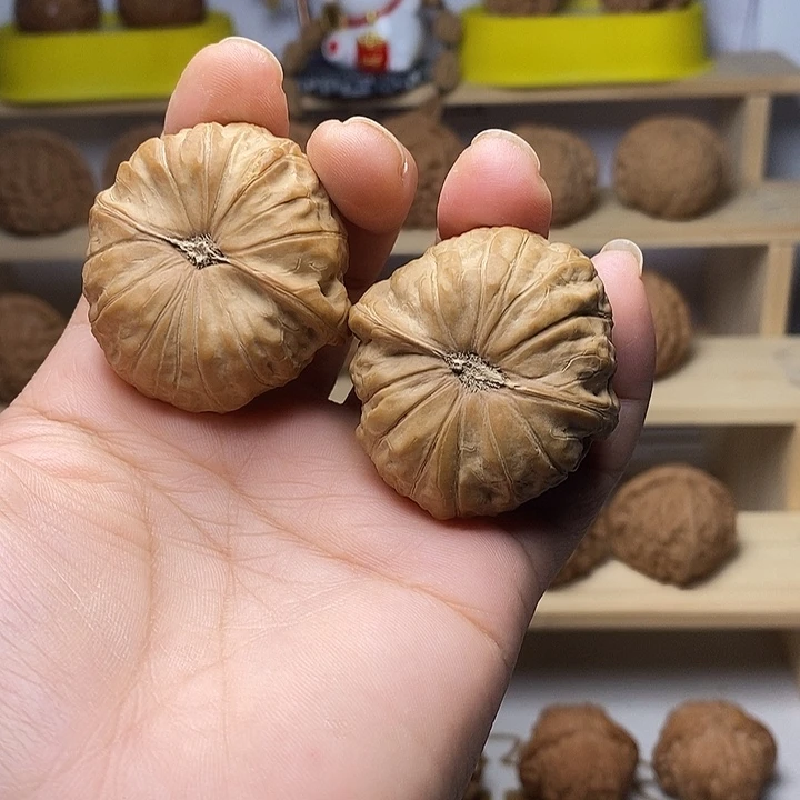 核桃42尺南瓜墩圆圆的