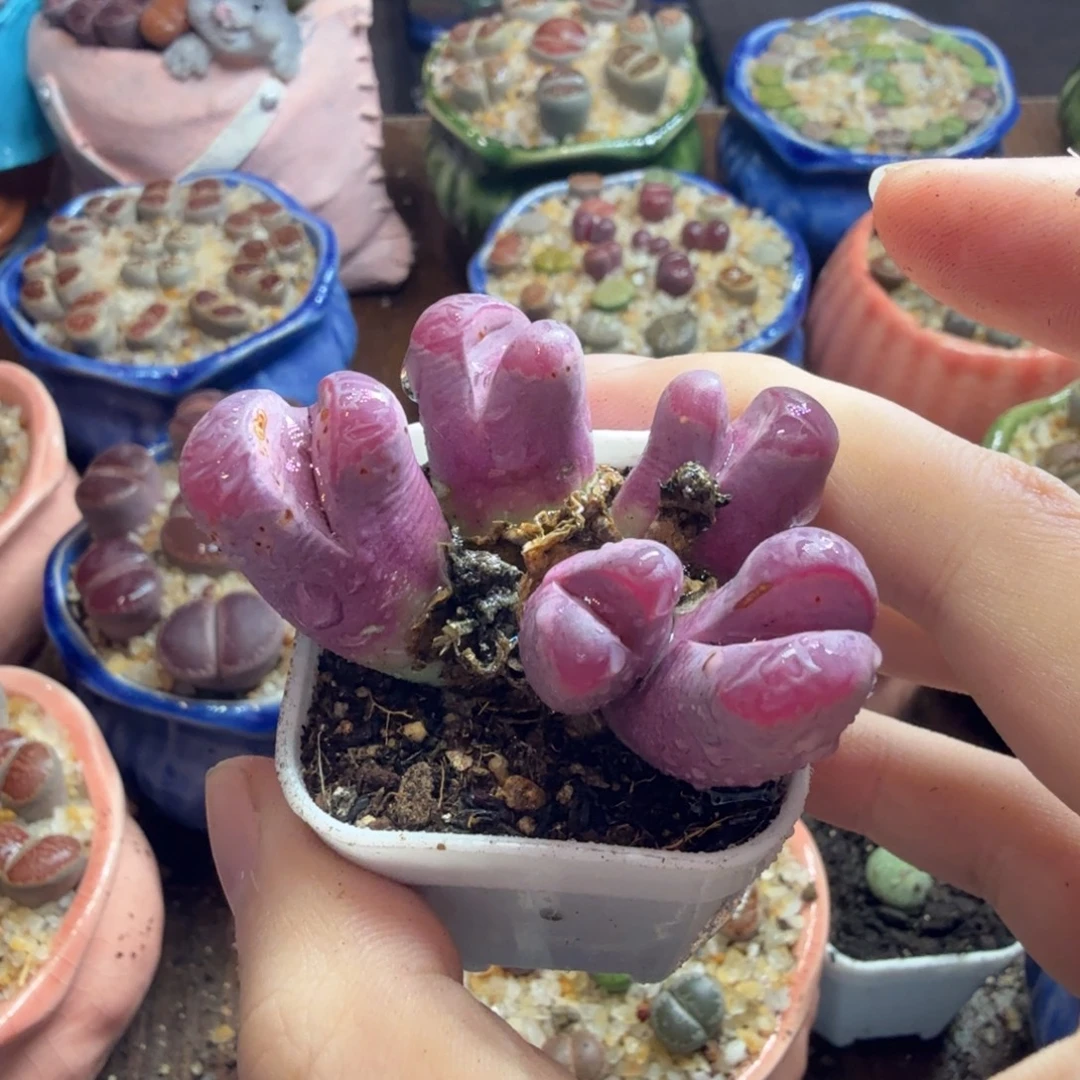 娟***多肉葡萄的味道真的很好798